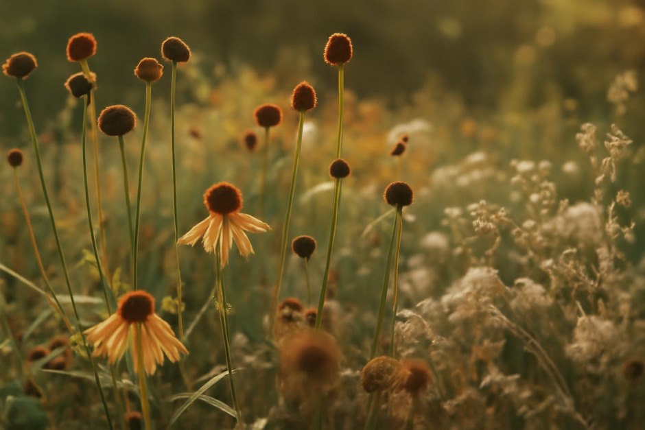Close view of late-summer seedheads and fading flowers in warm light